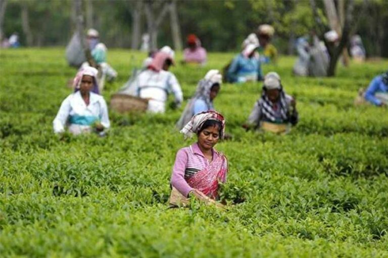 असम के चाय बागानों के श्रमिकों की मजदूरी कम, योजनाओं के क्रियान्वयन में खामियां : कैग रिपोर्ट